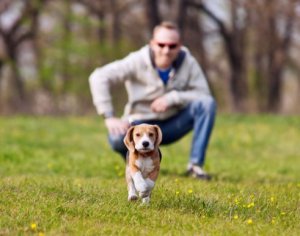 Undgå, at din hund løber væk under gåturen