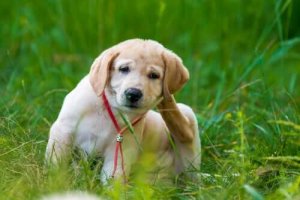 Fordelene ved oral behandling af lopper hos hunde