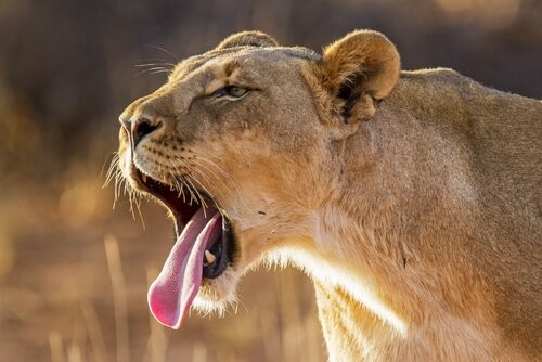 Nala, en reddet løve, bor nu på et reservat i Sydafrika