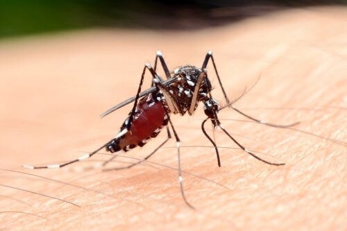 Der er nogle myg, der kan give malaria