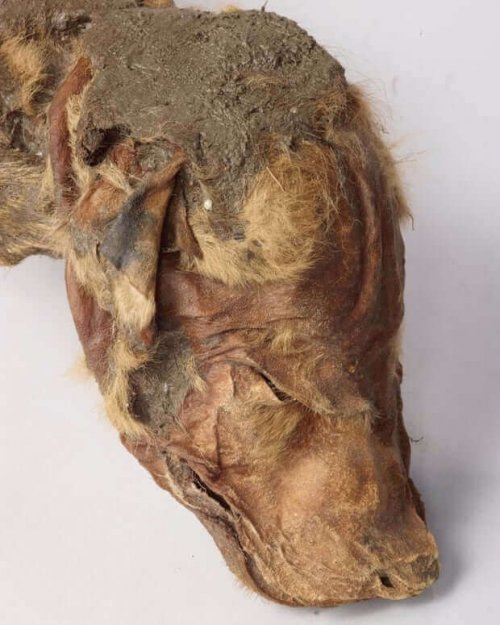 Hovedet på en mumificeret ulv