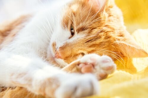 Senil demens hos katte: Symptomer og behandling