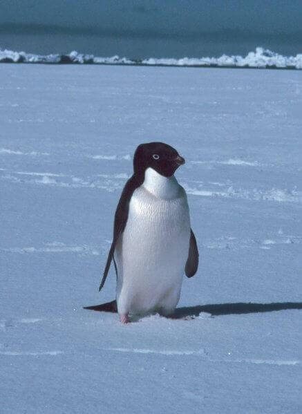 Pingvin står alene på is