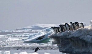 Graven for pingviner i Antarktis