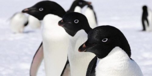 Pingviner på is