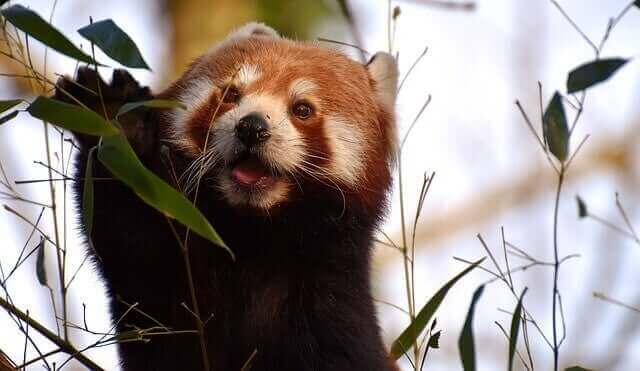 Rød panda i buskads