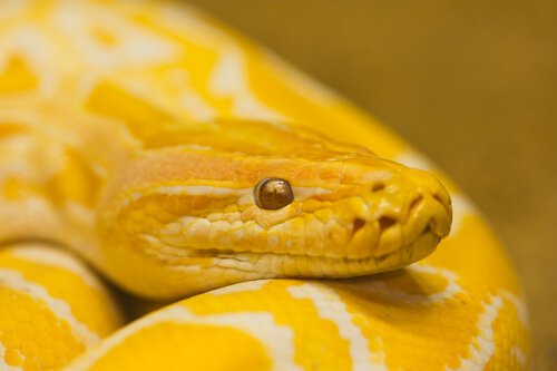 Gul slange er eksempel på kæledyr, der ikke giver allergi