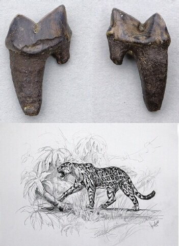 Tegning af en vild uddød kat og dens tænder
