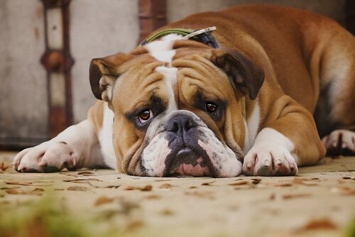7 almindelige ting, hunde hader ved dig