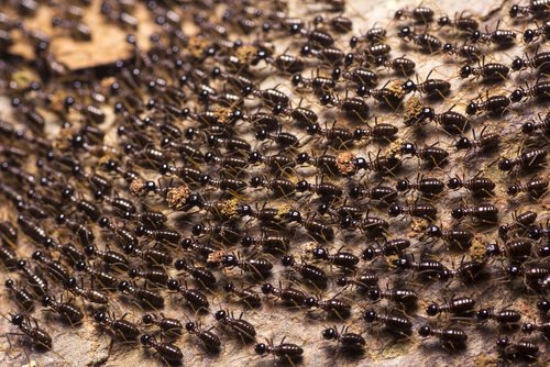 Kæmpe vrimmel af myrer