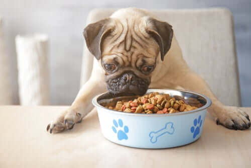 Allergivenlig hundefoder: Virker det?