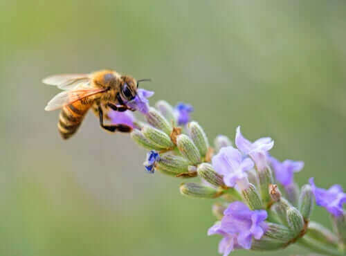 Bi samler nektar fra blomst