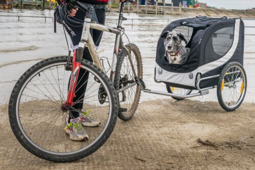 Brug en cykeltrailer til hunde
