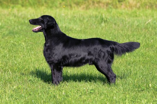 Flat-coated Retriever er en af de forskellige retriever hunderacer