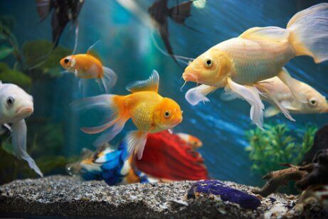 Ejer er ved at passe en guldfisk i akvarie