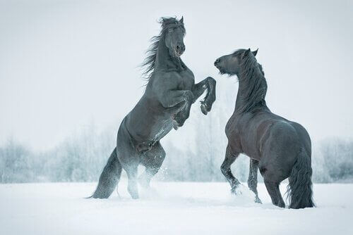 Dyr i reklamer: To heste, der bruges til tv-reklamer