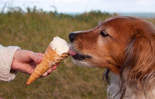 Hund spiser is