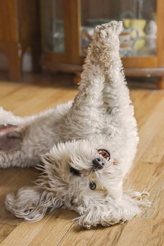 Hun på gulv er i gang med yoga for hunde