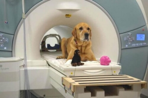Hund inde i en MR-scanner