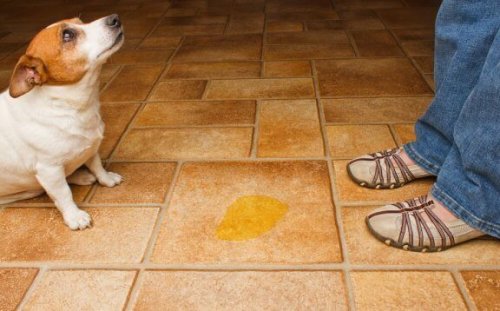 Lille hund har tisset på gulvet