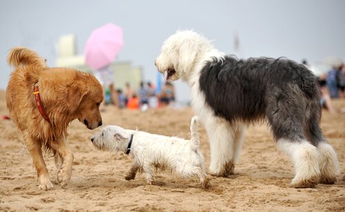 Hunde på strand er en del af at socialisere et kæledyr