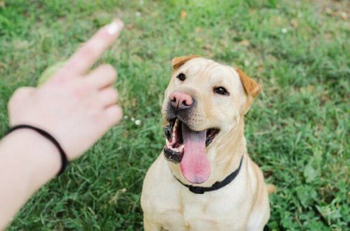 Hundetræning i fjernsynet: Under mistanke
