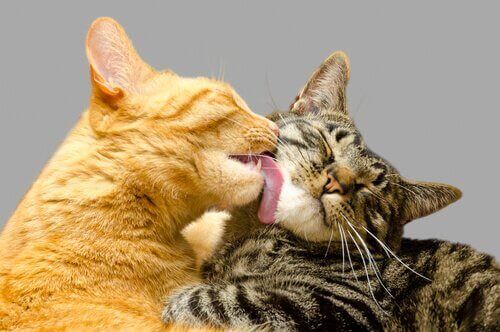 Kattes tunger bruges til at vaske sig