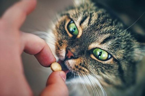 Kat får medicin