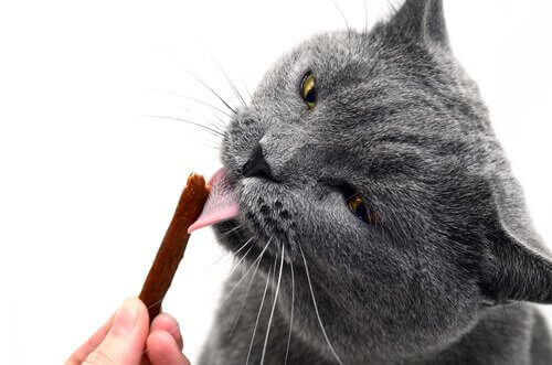 Kat spiser godbid