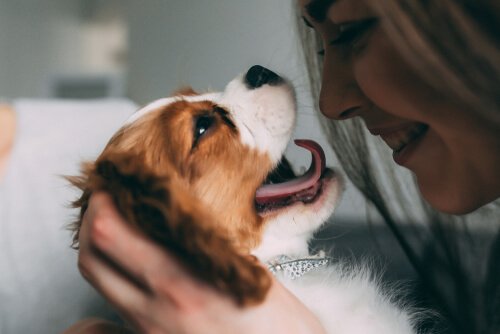 Kvinde smiler over, at hunde forstår menneskelige ansigtsudtryk