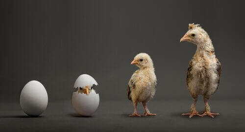 Kloning af dyr illustreres af æg, der klækkes