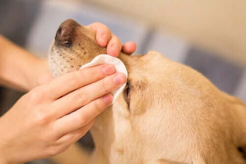 Person i gang med at rengøre en hunds øjne