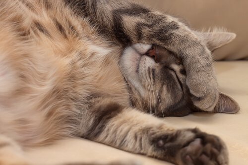Mange katte med hypertrofisk kardiomyopati har ingen synlige symptomer, hvilket illustreres af rolig kat, der sover