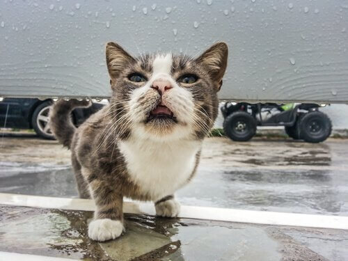 Kat går på en våd overflade