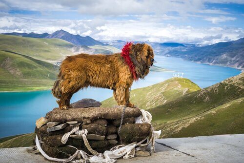 Tibetansk mastiff er en af de største hunderacer