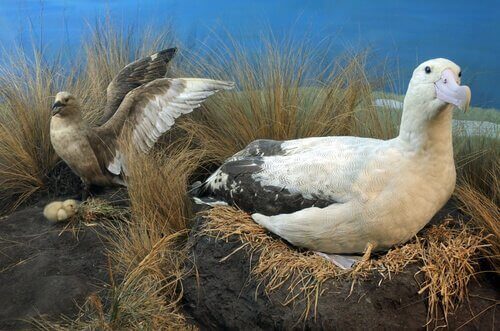 Den korthalede albatros: Dens nuværende situation