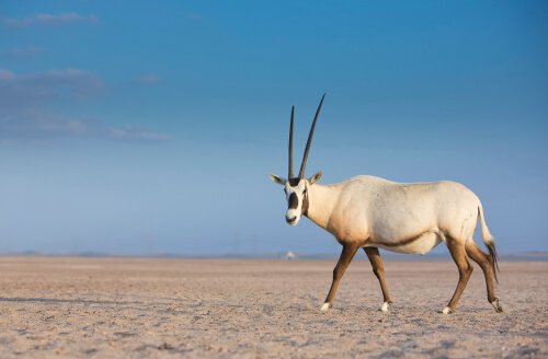 Arabisk oryx i ørkenen
