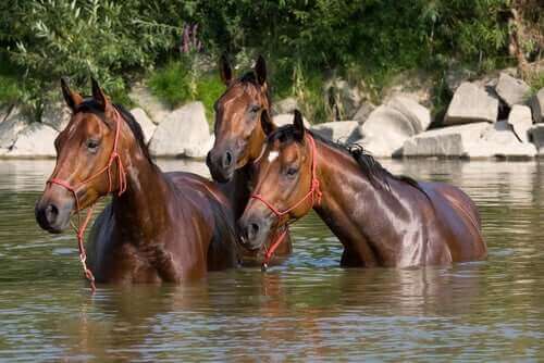 heste står i en flod