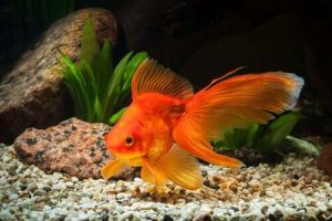 Hvad er den rigtige størrelse akvarium til guldfisk?