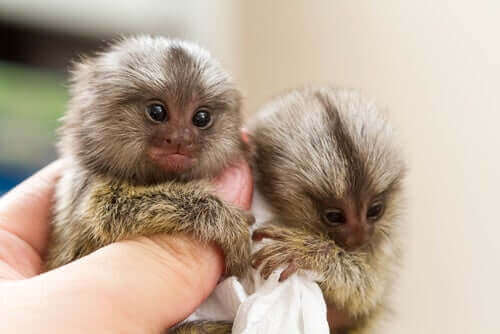 meget små dyr, som disse aber, kan klare sig i varmere klimaer
