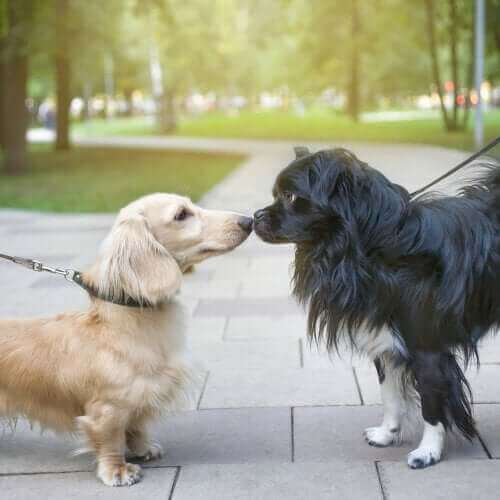 to hunde hilser med snuden
