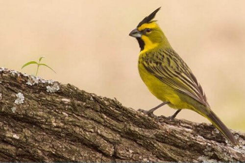 Den gule kardinal: En sød melodisk sanger