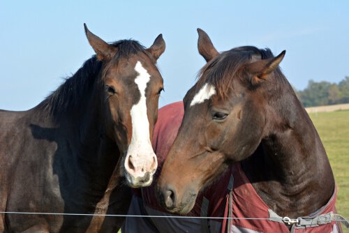 To heste på fold sammen i forsøg på at bekæmpe stress hos heste