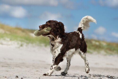 Hund på strand observeres som del af rådgivning om hundens etologi
