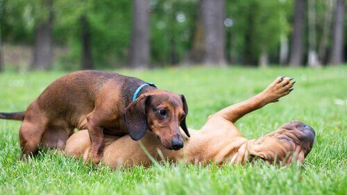 To hunde, der leger sammen på græs, illustrerer homoseksuelle hunde