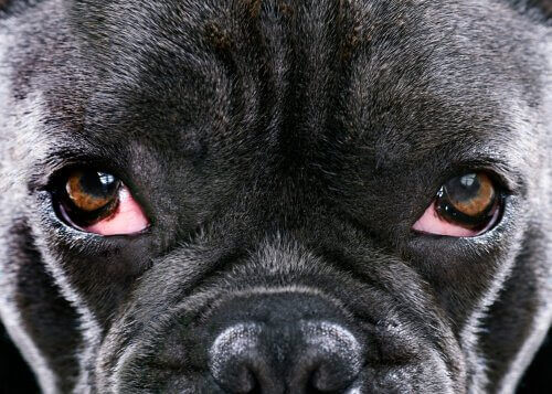 Nærbillede af hunds øjne illustrerer grøn stær hos hunde
