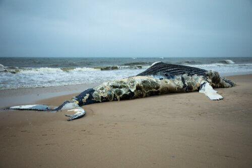 Strandet død hval viser, hvordan hvaler eksploderer, når de dør