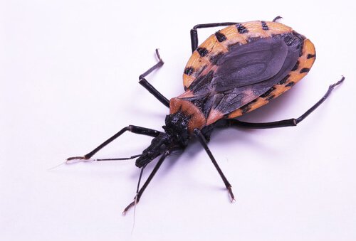 Chagas sygdom overføres hovedsageligt gennem afføring og urin af Triatominae, bedre kendt som kysseinsekter