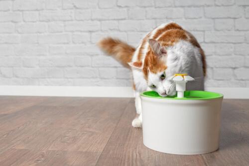 Katte har brug for en kilde til vand at drikke fra for at levere den vitale mængde væsker, de har brug for