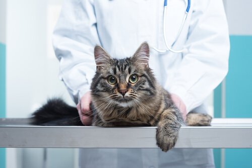 De mest almindelige kiropraktiske teknikker til katte
